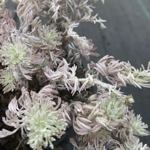 Palina Schmidtova - Artemisia 'SILVER MOUND', kont. C2L